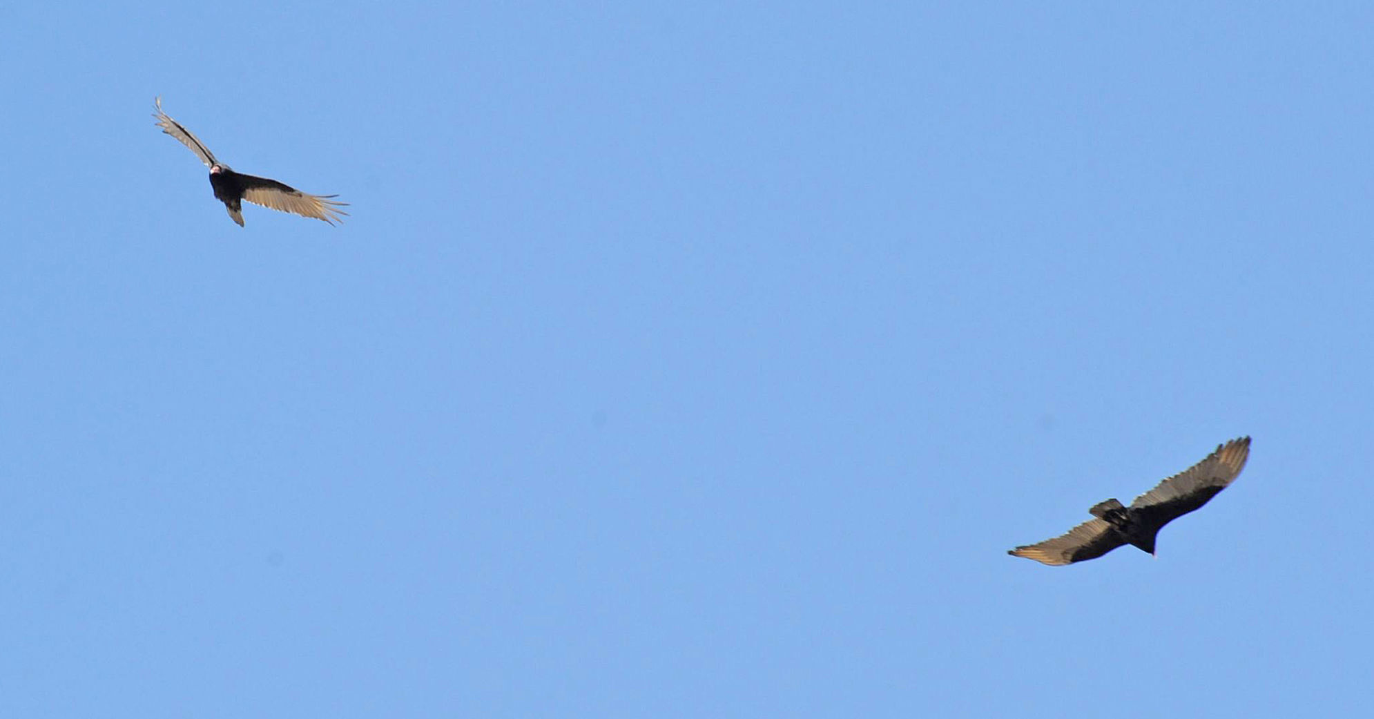 Turkey vultures